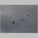 Flugtag _Lehrte_2010_224.jpg